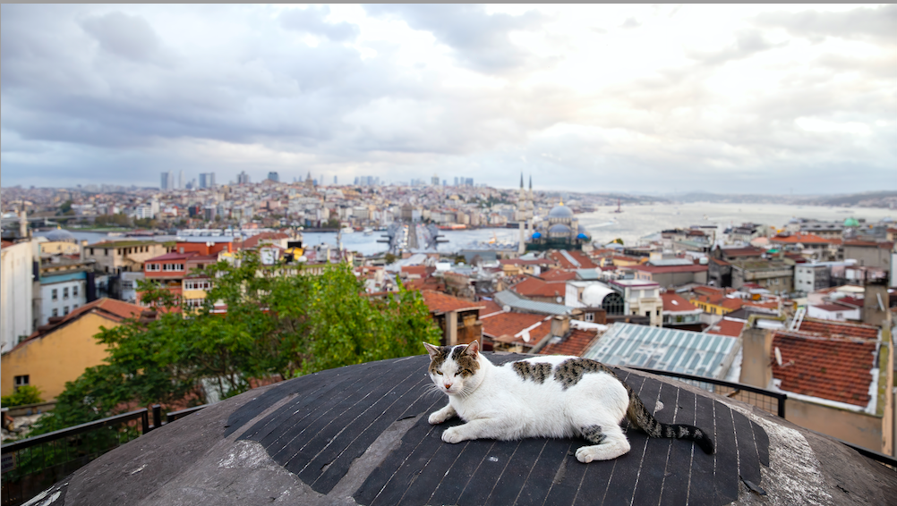 Events in Istanbul