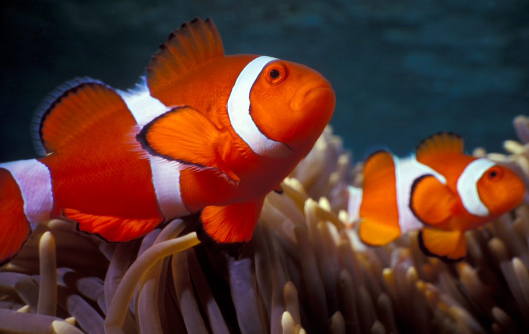Aquarium Istanbul