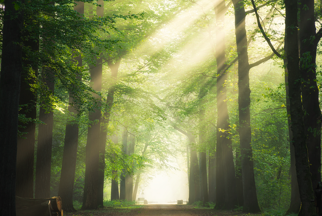 Belgrad Forest in Istanbul